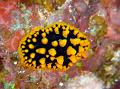 SIMILAN nov  2008 .PHOTO PHILIPPE (171)
